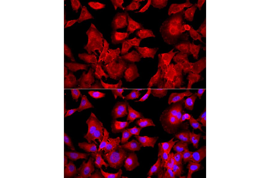 Immunofluorescence - Anti-Peroxiredoxin 2/PRP Antibody (A307013) - Antibodies.com
