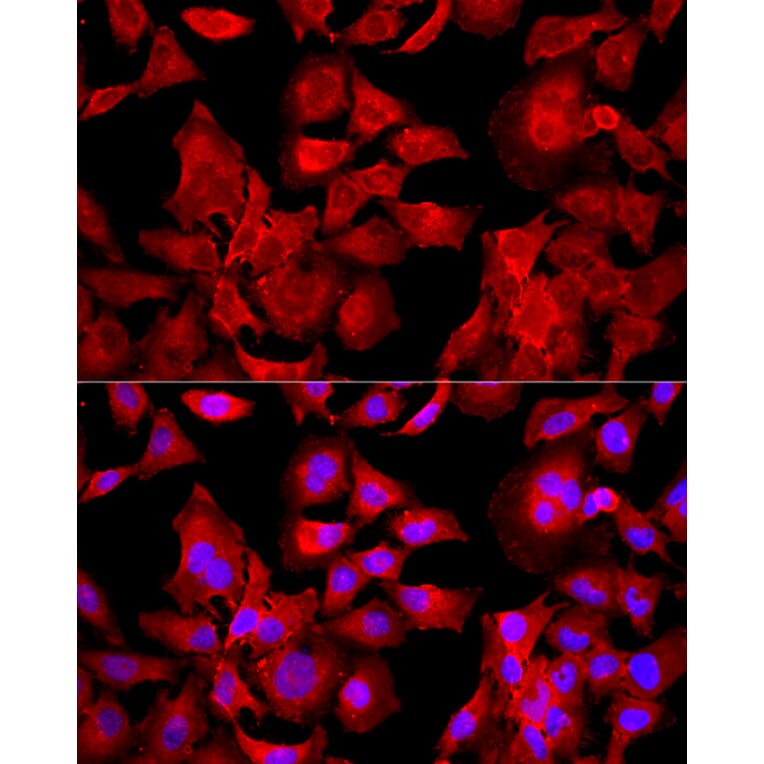 Immunofluorescence - Anti-Peroxiredoxin 2/PRP Antibody (A307013) - Antibodies.com