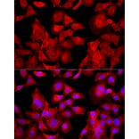 Immunofluorescence - Anti-Peroxiredoxin 2/PRP Antibody (A307013) - Antibodies.com
