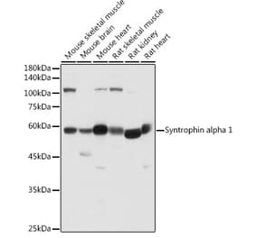 Western Blot - Anti-Syntrophin alpha 1 Antibody (A307015) - Antibodies.com