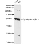 Western Blot - Anti-Syntrophin alpha 1 Antibody (A307015) - Antibodies.com