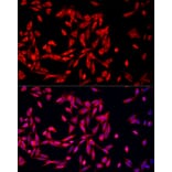 Immunofluorescence - Anti-MTAP Antibody (A307017) - Antibodies.com