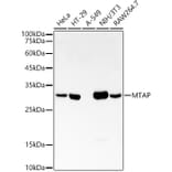 Western Blot - Anti-MTAP Antibody [ARC54717] (A307019) - Antibodies.com