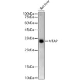 Western Blot - Anti-MTAP Antibody [ARC54717] (A307019) - Antibodies.com