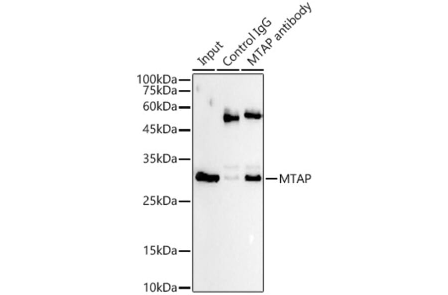 Western Blot - Anti-MTAP Antibody [ARC54717] (A307019) - Antibodies.com