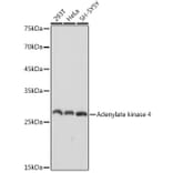 Western Blot - Anti-AK3L1 Antibody [ARC2572] (A307026) - Antibodies.com