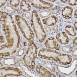 Immunohistochemistry - Anti-AK3L1 Antibody [ARC2572] (A307026) - Antibodies.com