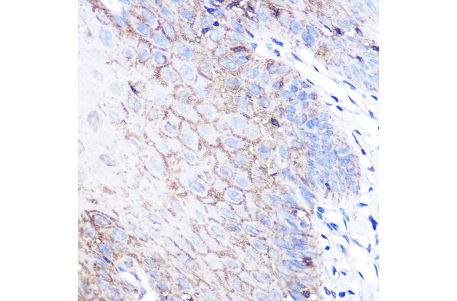 Immunohistochemistry - Anti-PARK7/DJ1 Antibody (A307030) - Antibodies.com