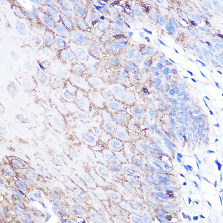Immunohistochemistry - Anti-PARK7/DJ1 Antibody (A307030) - Antibodies.com