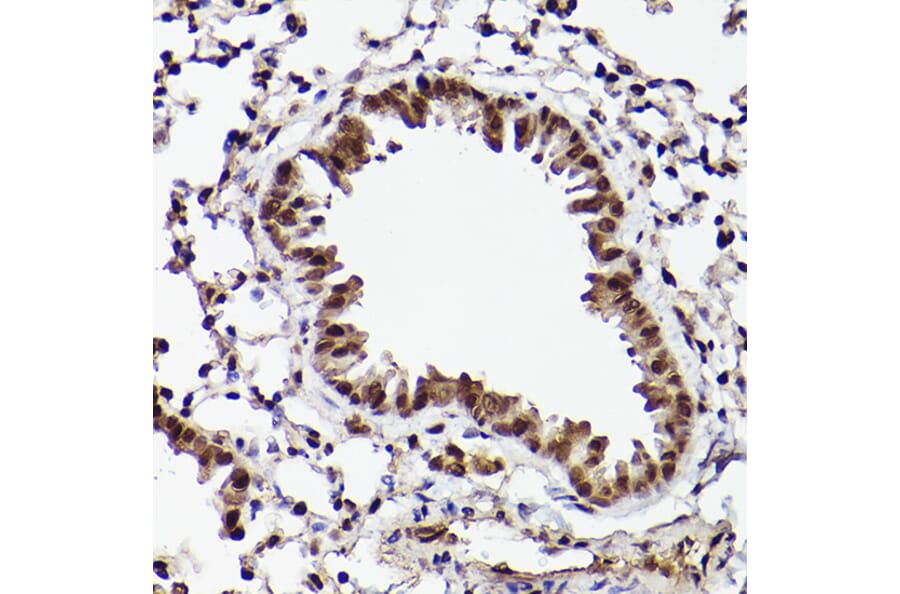 Immunohistochemistry - Anti-ATF5 Antibody (A307031) - Antibodies.com