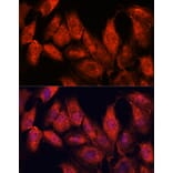 Immunofluorescence - Anti-ATF5 Antibody (A307031) - Antibodies.com