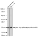 Western Blot - Anti-Myelin oligodendrocyte glycoprotein Antibody [ARC0879] (A307033) - Antibodies.com