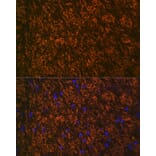 Immunofluorescence - Anti-Myelin oligodendrocyte glycoprotein Antibody [ARC0879] (A307033) - Antibodies.com