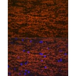 Immunofluorescence - Anti-Myelin oligodendrocyte glycoprotein Antibody [ARC0879] (A307033) - Antibodies.com