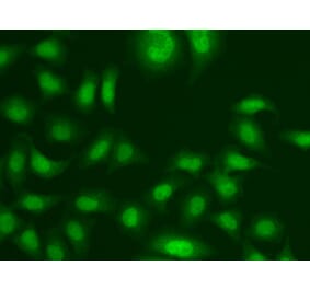 Immunofluorescence - Anti-Centrin 2 Antibody (A307036) - Antibodies.com