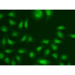 Immunofluorescence - Anti-Centrin 2 Antibody (A307036) - Antibodies.com