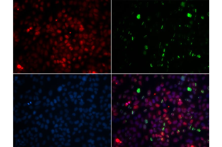 Immunofluorescence - Anti-Centrin 2 Antibody (A307036) - Antibodies.com