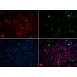 Immunofluorescence - Anti-Centrin 2 Antibody (A307036) - Antibodies.com