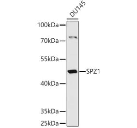 Western Blot - Anti-SPZ1 Antibody (A307044) - Antibodies.com