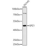 Western Blot - Anti-SPZ1 Antibody (A307044) - Antibodies.com