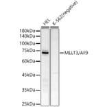 Western Blot - Anti-AF9 Antibody [ARC51958] (A307046) - Antibodies.com