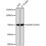 Western Blot - Anti-GAD67 Antibody [ARC1879] (A307047) - Antibodies.com