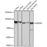 Western Blot - Anti-EWSR1/EWS Antibody [ARC1674] (A307049) - Antibodies.com