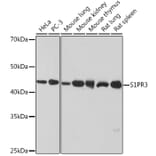 Western Blot - Anti-EDG3/S1P3 Antibody [ARC1877] (A307055) - Antibodies.com