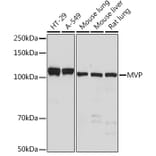 Western Blot - Anti-MVP Antibody [ARC1855] (A307056) - Antibodies.com