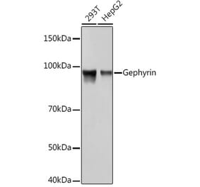 Western Blot - Anti-Gephyrin Antibody [ARC1109] (A307057) - Antibodies.com