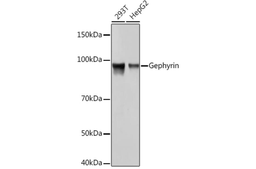 Western Blot - Anti-Gephyrin Antibody [ARC1109] (A307057) - Antibodies.com