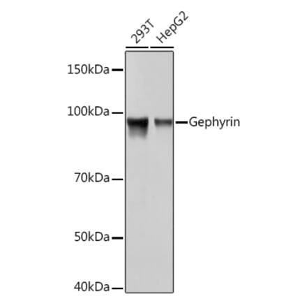 Western Blot - Anti-Gephyrin Antibody [ARC1109] (A307057) - Antibodies.com