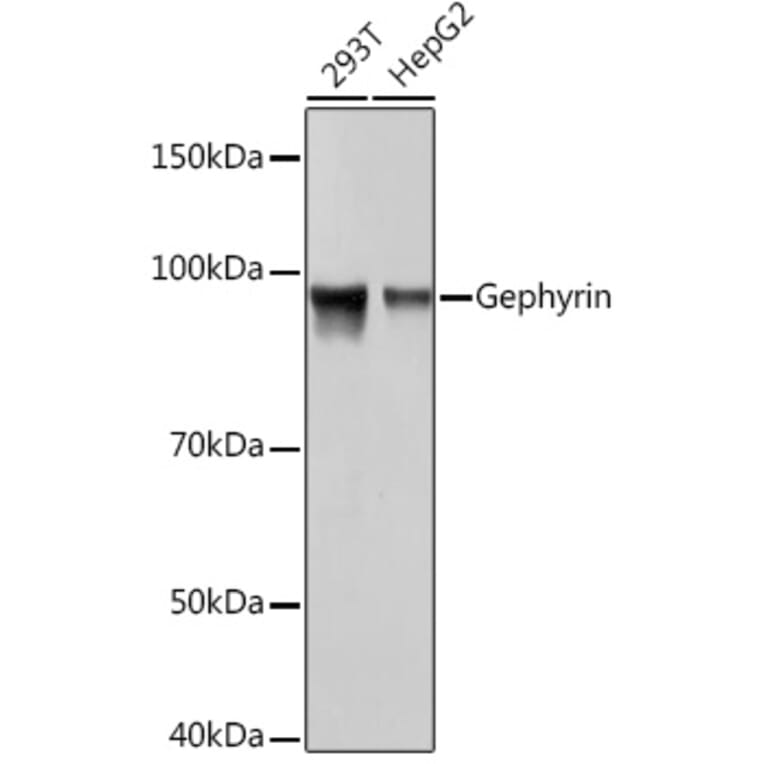 Western Blot - Anti-Gephyrin Antibody [ARC1109] (A307057) - Antibodies.com