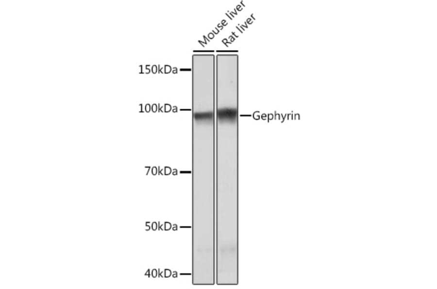 Western Blot - Anti-Gephyrin Antibody [ARC1109] (A307057) - Antibodies.com