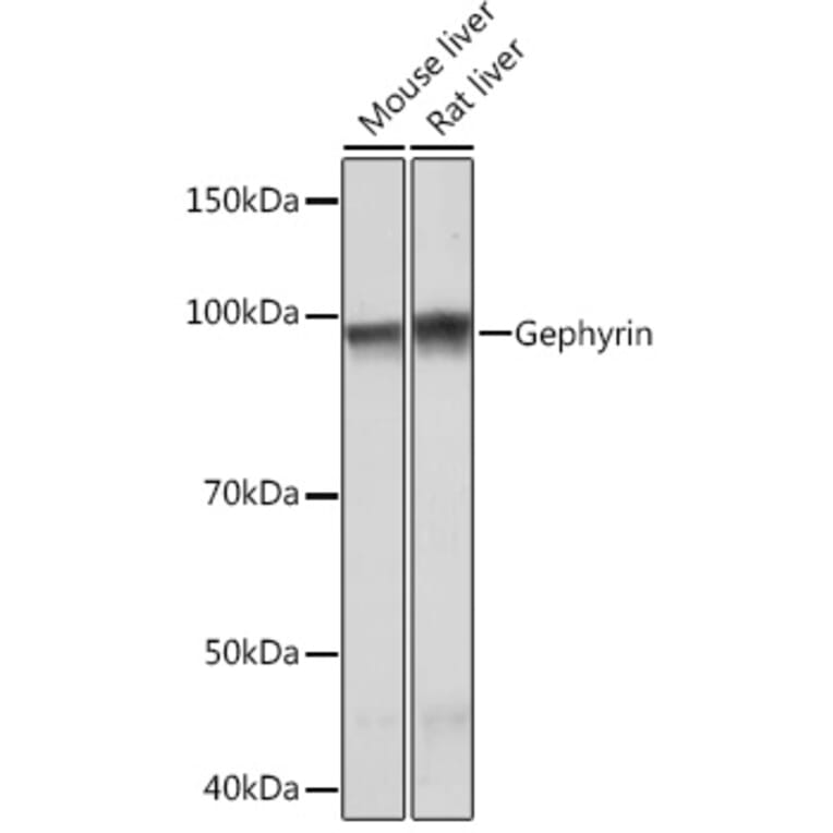 Western Blot - Anti-Gephyrin Antibody [ARC1109] (A307057) - Antibodies.com