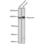 Western Blot - Anti-Gephyrin Antibody [ARC1109] (A307057) - Antibodies.com