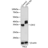 Western Blot - Anti-Quinone oxidoreductase Antibody (A307058) - Antibodies.com