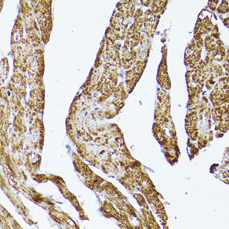 Immunohistochemistry - Anti-VDAC2 Antibody (A307060) - Antibodies.com