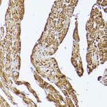 Immunohistochemistry - Anti-VDAC2 Antibody (A307060) - Antibodies.com