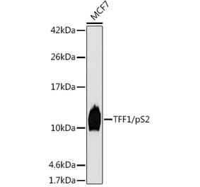 Western Blot - Anti-Estrogen Inducible Protein pS2 Antibody [ARC1427] (A307065) - Antibodies.com