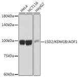 Western Blot - Anti-LSD2/AOF1 Antibody [ARC2347] (A307067) - Antibodies.com