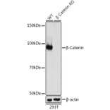 Western Blot - Anti-beta Catenin Antibody [ARC0136] (A307069) - Antibodies.com