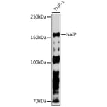 Western Blot - Anti-NAIP Antibody [ARC2258] (A307070) - Antibodies.com