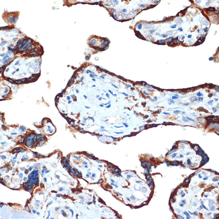 Immunohistochemistry - Anti-NAIP Antibody [ARC2258] (A307070) - Antibodies.com