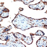 Immunohistochemistry - Anti-NAIP Antibody [ARC2258] (A307070) - Antibodies.com