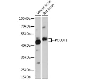 Western Blot - Anti-Oct6 Antibody (A307073) - Antibodies.com