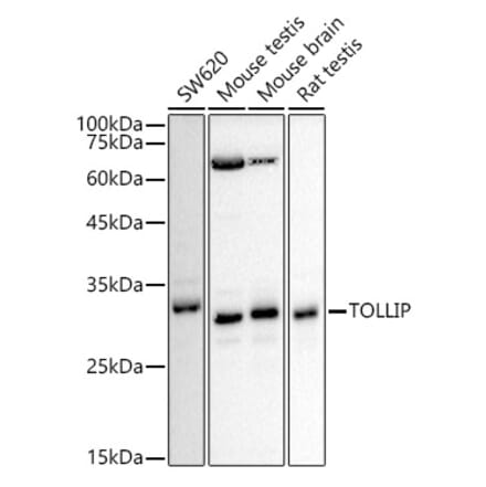 Western Blot - Anti-Tollip Antibody (A307074) - Antibodies.com