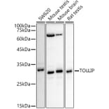 Western Blot - Anti-Tollip Antibody (A307074) - Antibodies.com