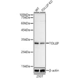Western Blot - Anti-Tollip Antibody (A307074) - Antibodies.com