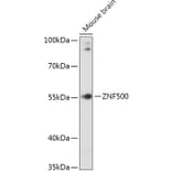 Western Blot - Anti-ZNF500 Antibody (A307075) - Antibodies.com